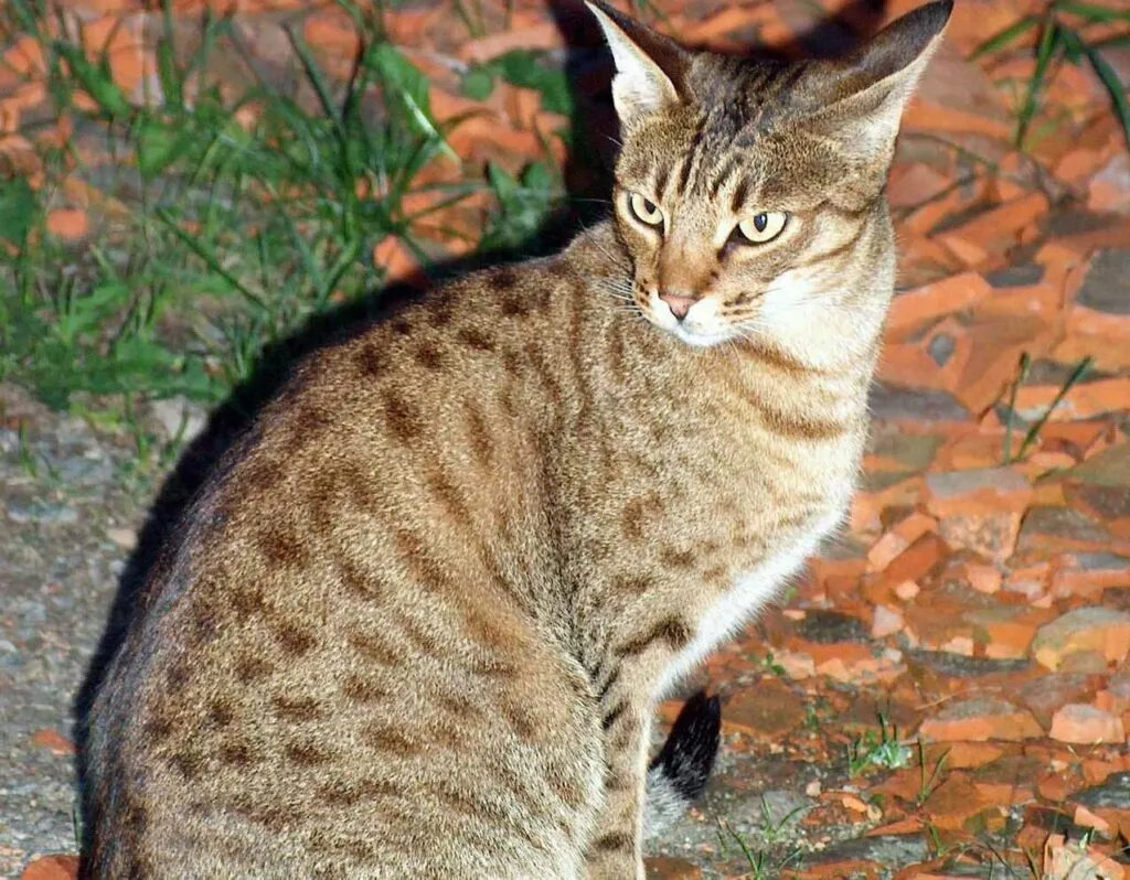 Ocicat