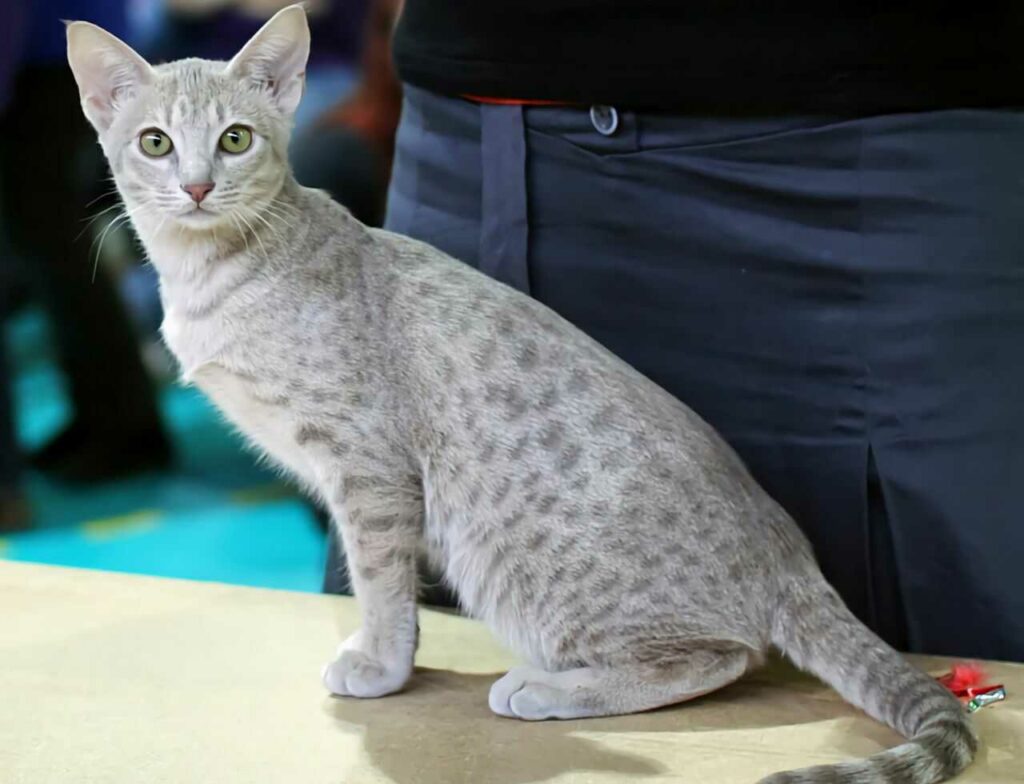 Ocicat