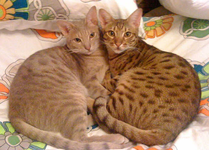 Ocicat