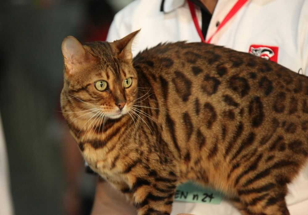 Ocicat