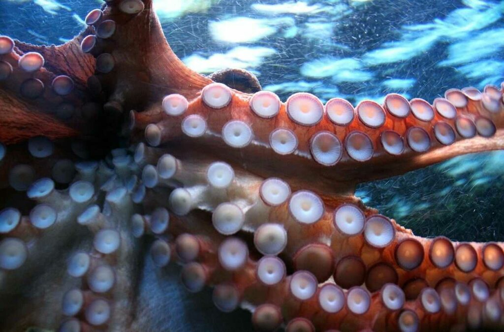 Octopus