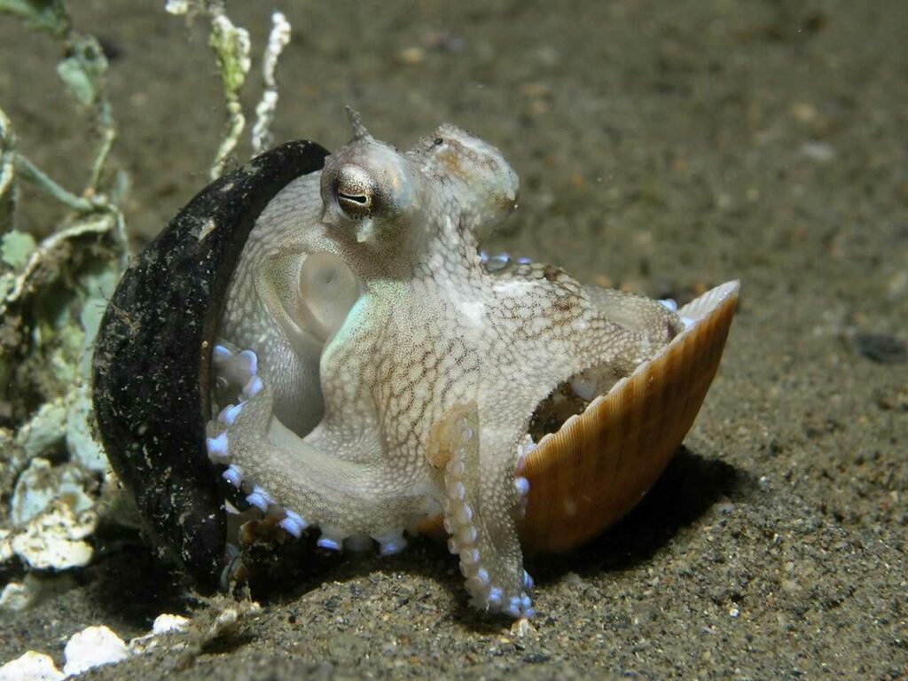 Octopus