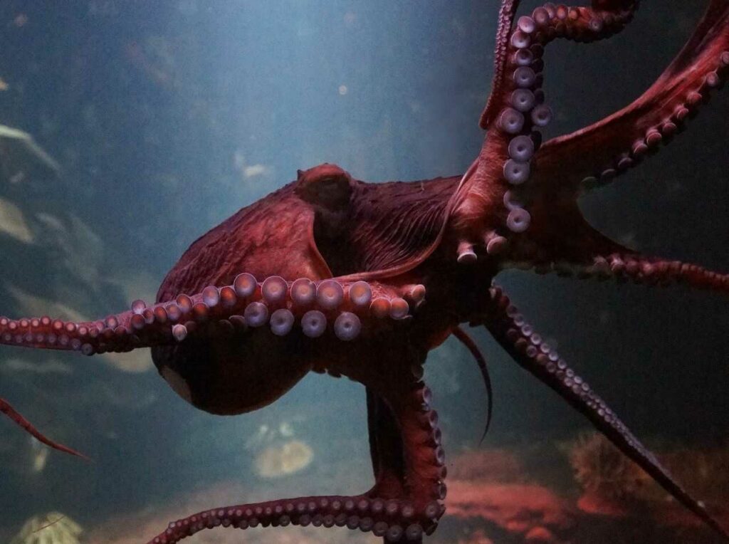 Octopus