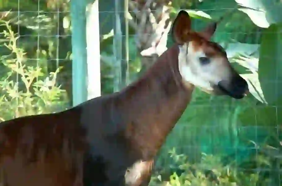 Okapi