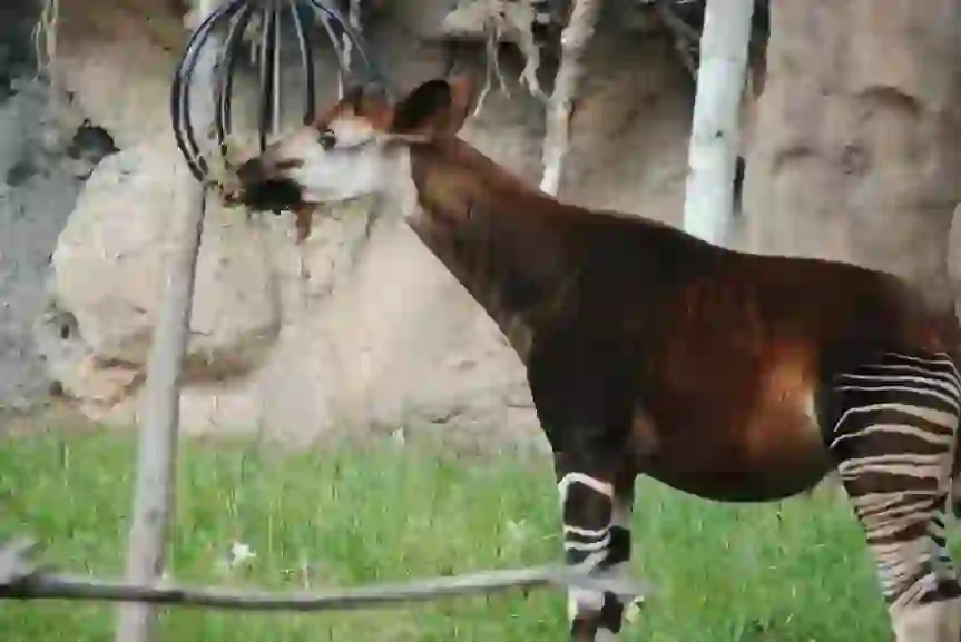 Okapi