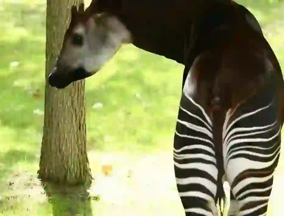 Okapi