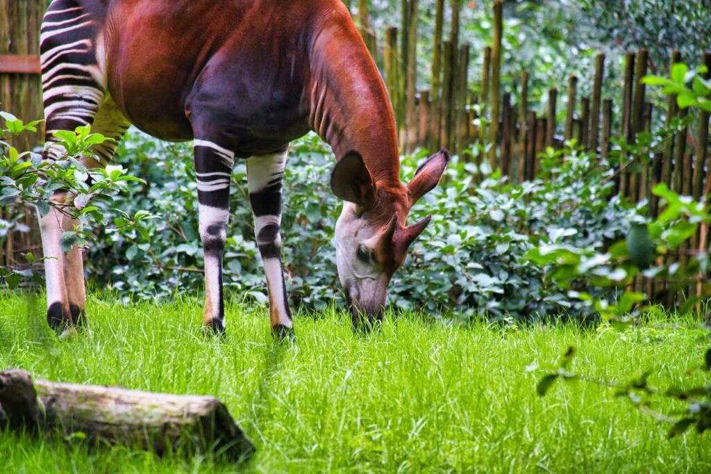 Okapi