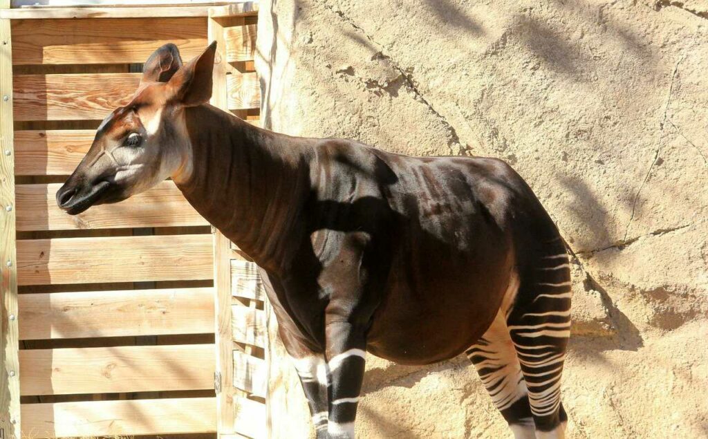 Okapi