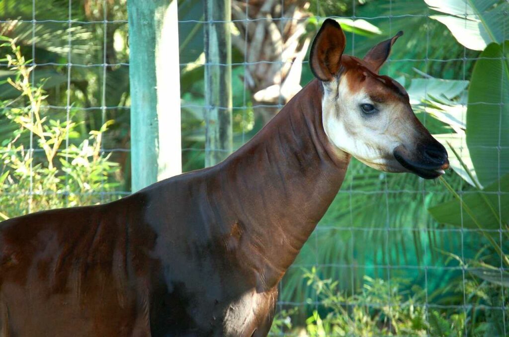 Okapi