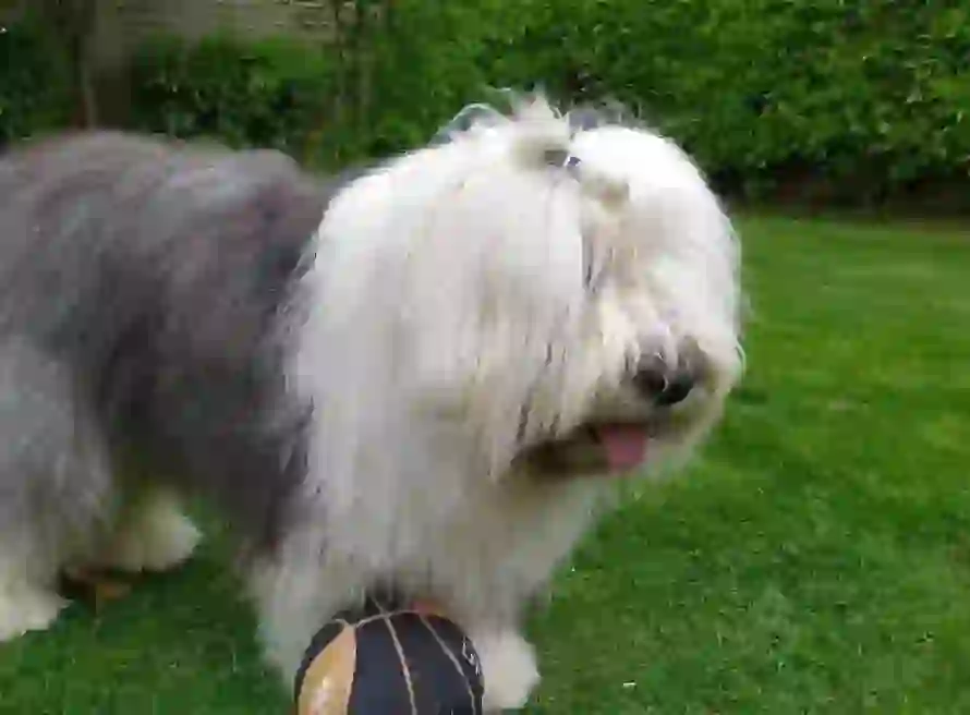 Old English Sheepdog