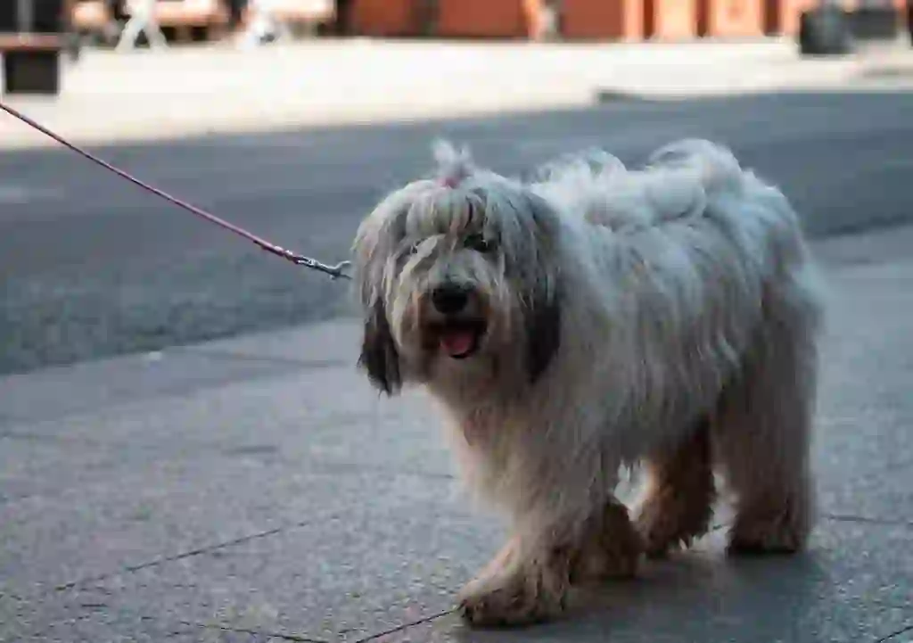 Old English Sheepdog