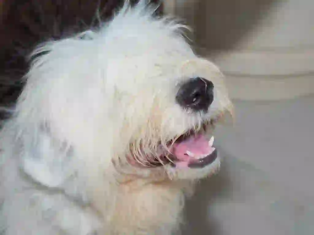 Old English Sheepdog