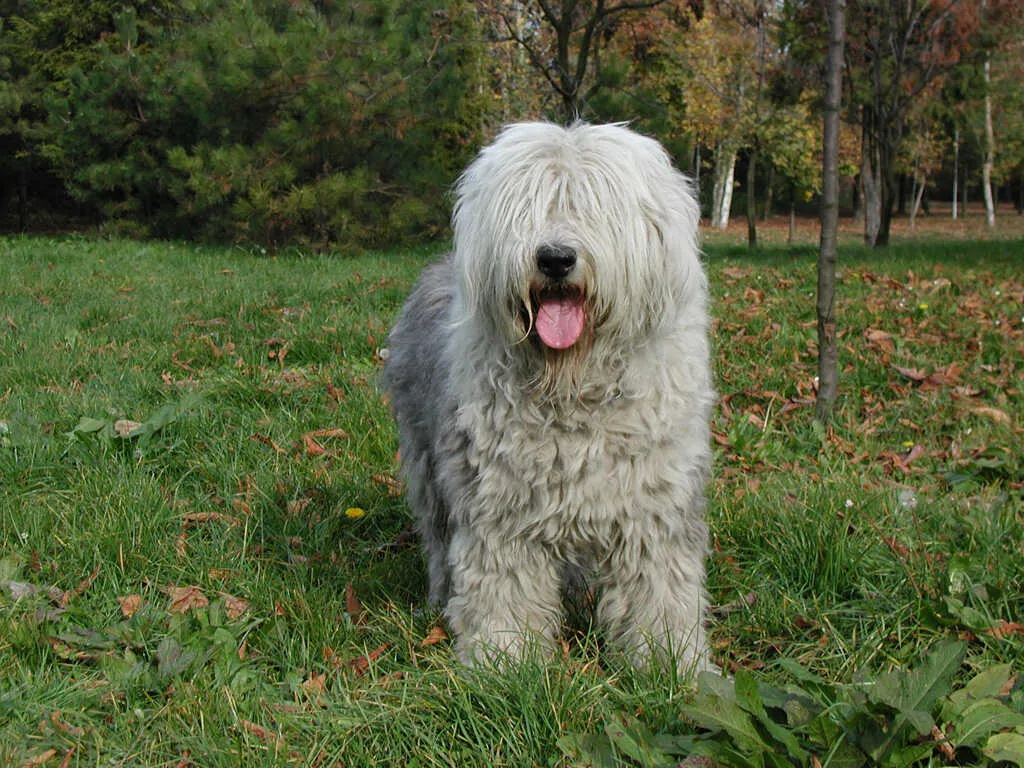 Old English Sheepdog