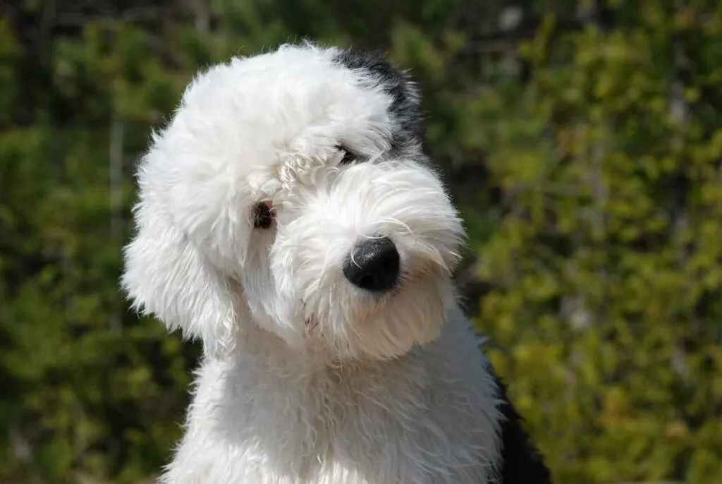 Old English Sheepdog