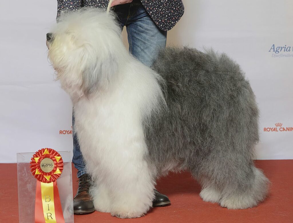 Old English Sheepdog