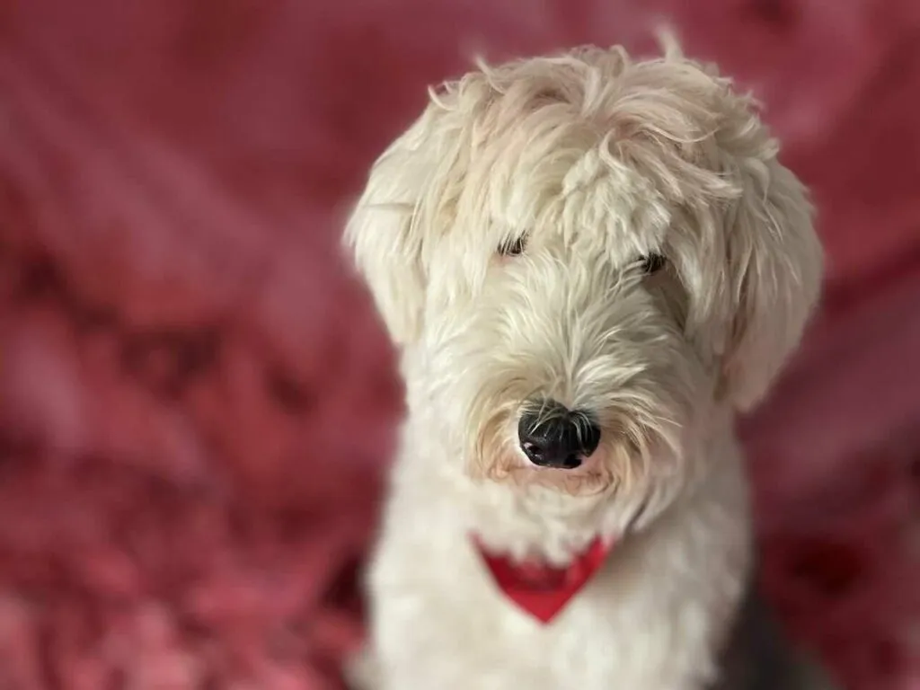 Old English Sheepdog