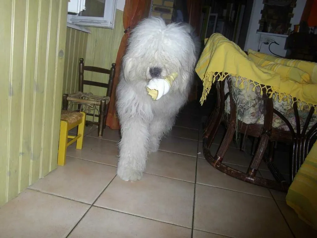 Old English Sheepdog