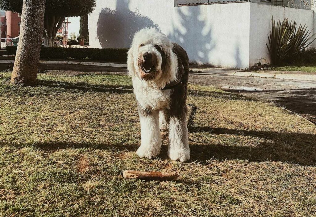 Old English Sheepdog