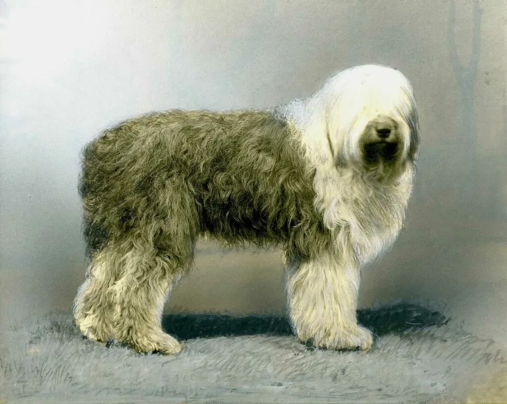 Old English Sheepdog