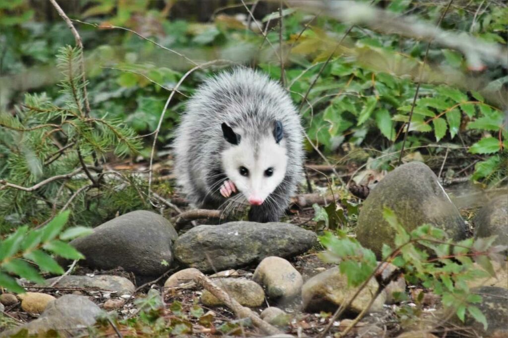 Opossum