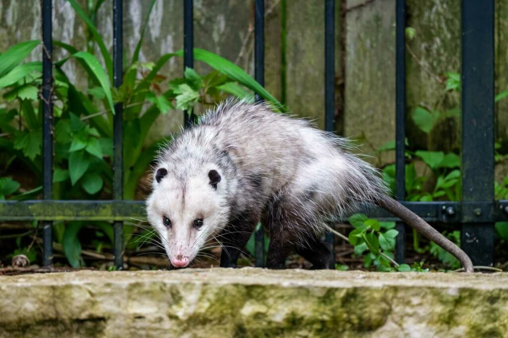 Opossum