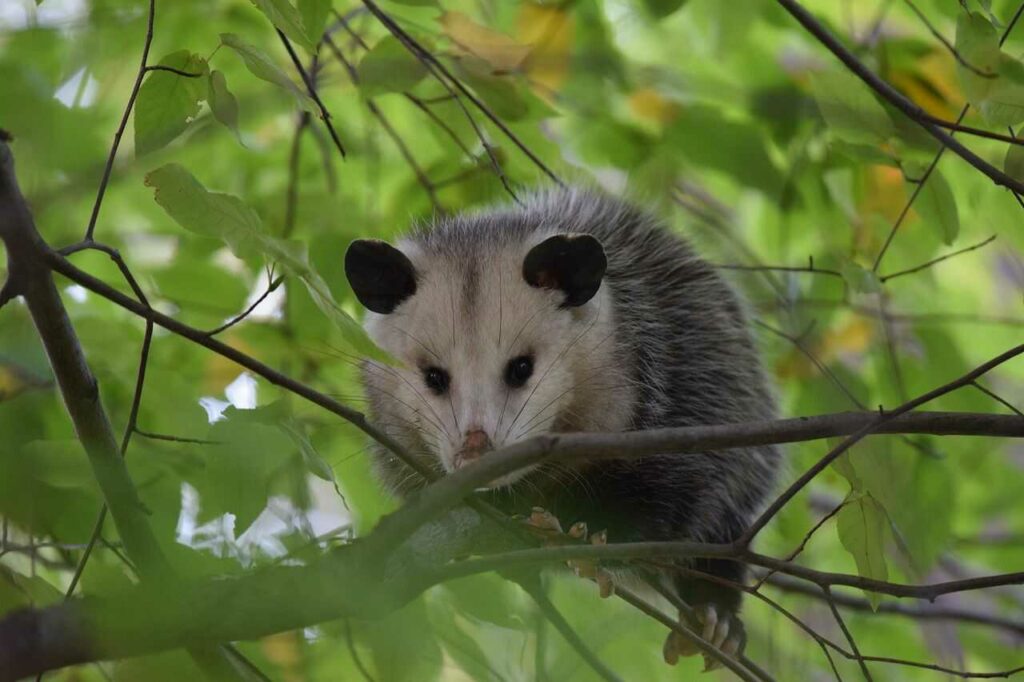 Opossum