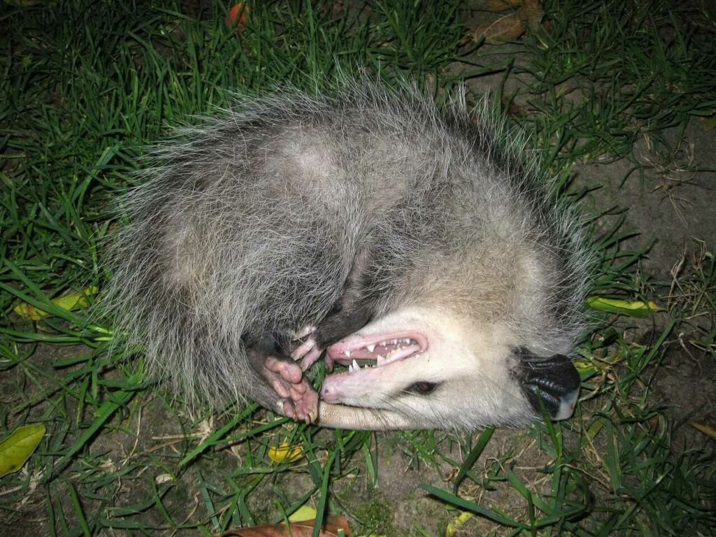 Opossum