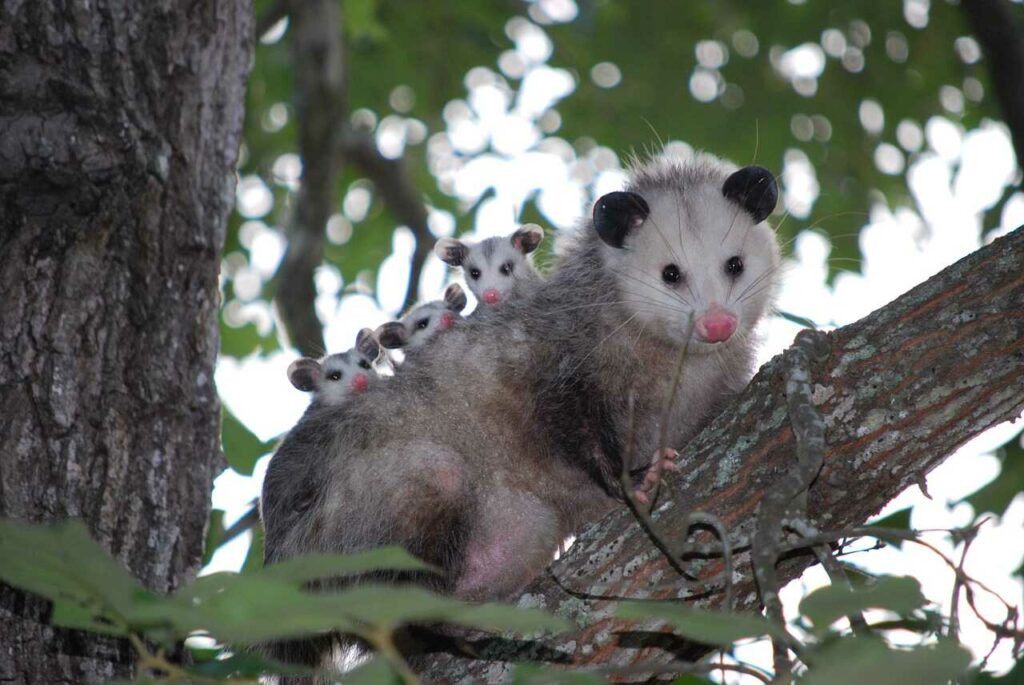 Opossum