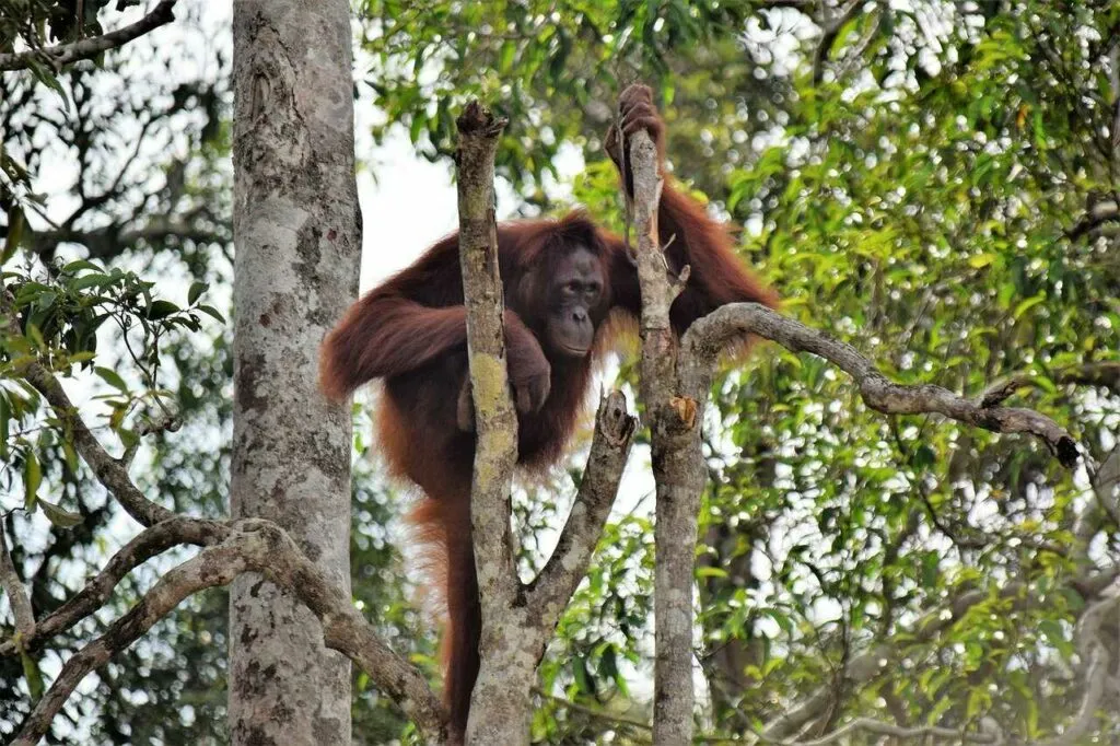 オランウータン