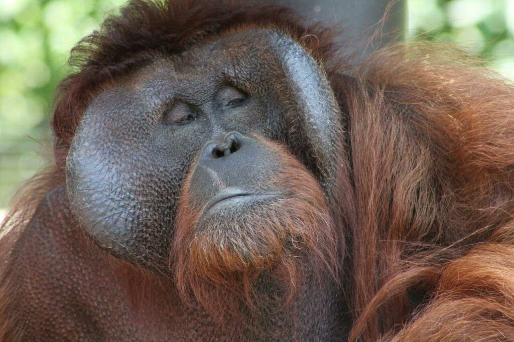 Orangutan