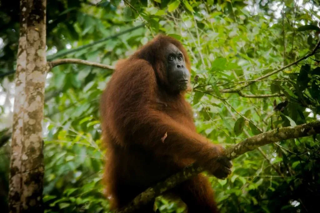 オランウータン