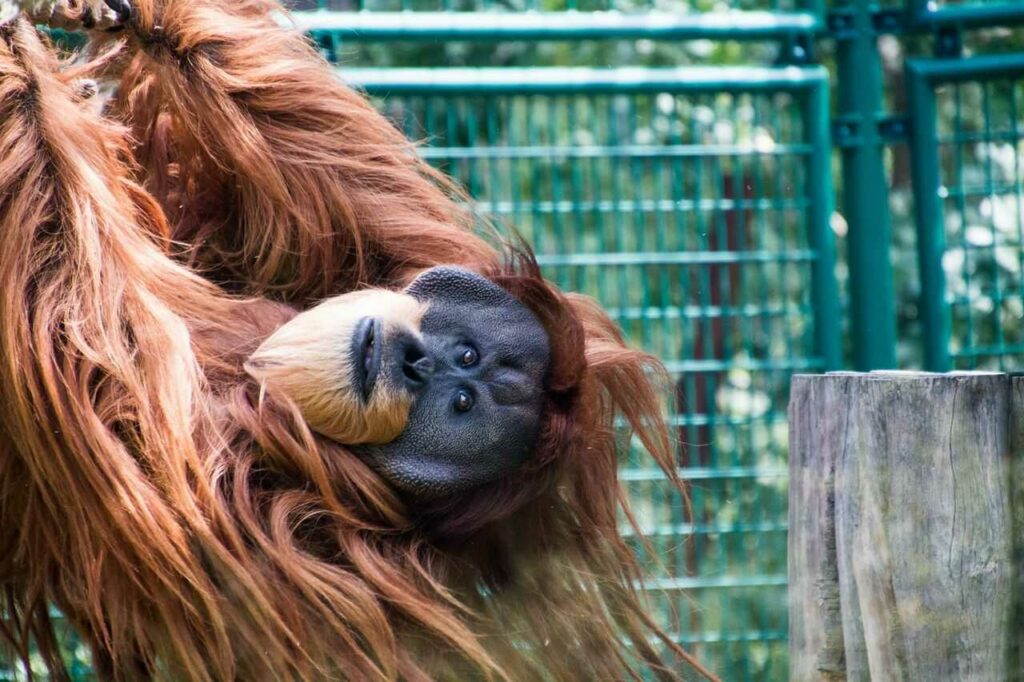 オランウータン