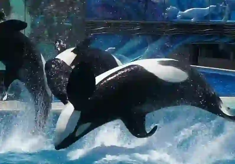 Orca