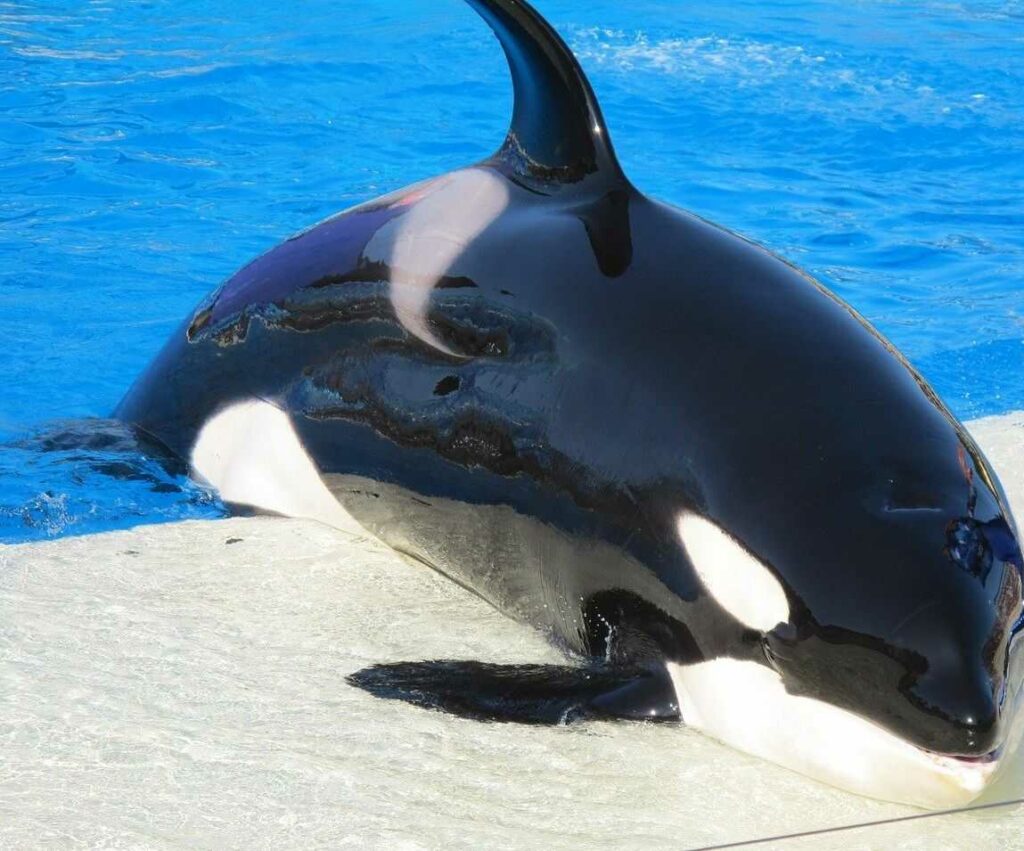 Orca