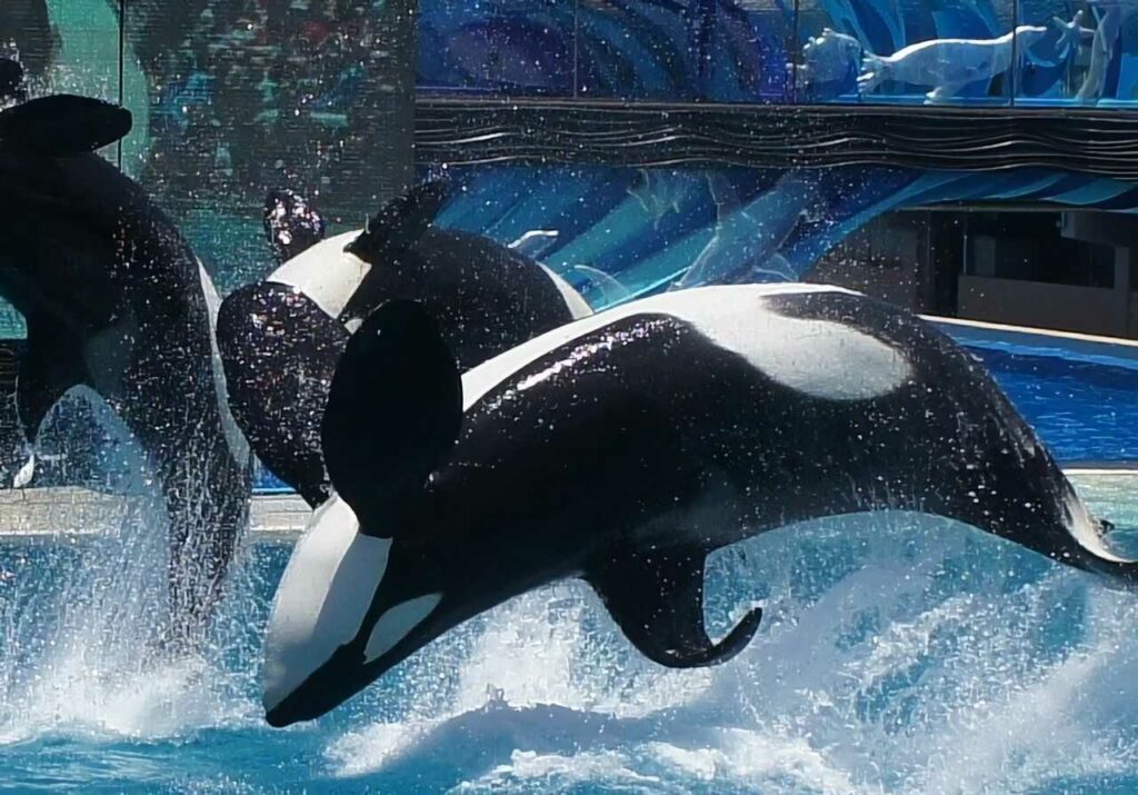 Orca