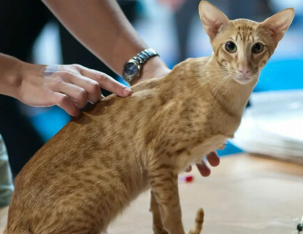 Oriental Shorthair