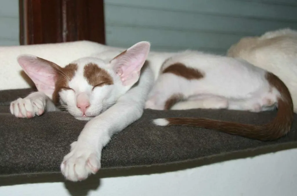 Oriental Shorthair