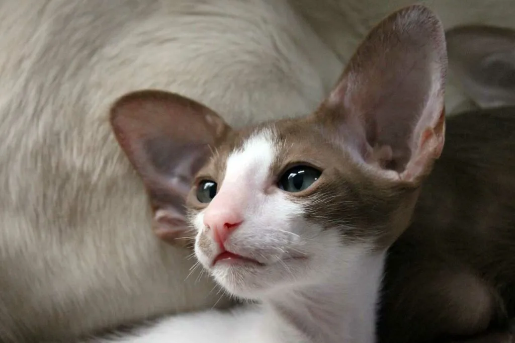 Oriental Shorthair