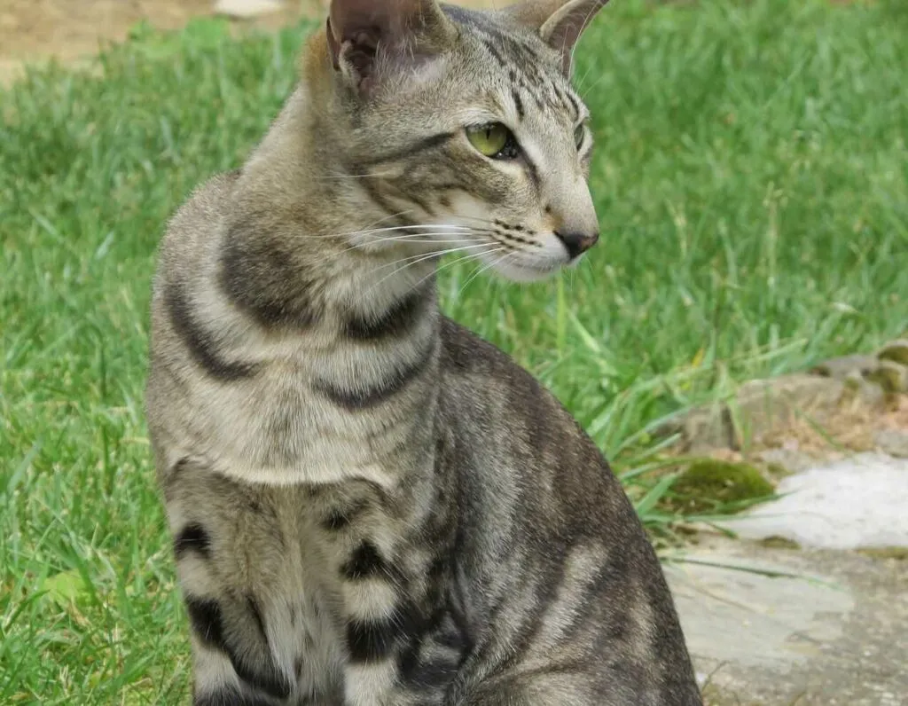 Oriental Shorthair