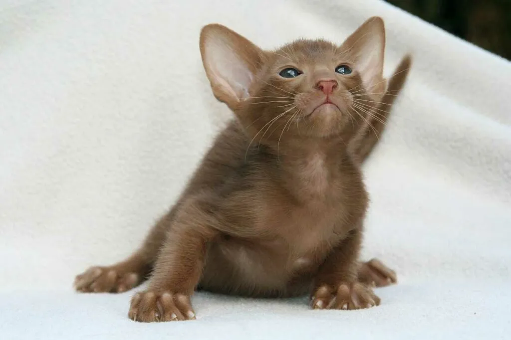 Oriental Shorthair