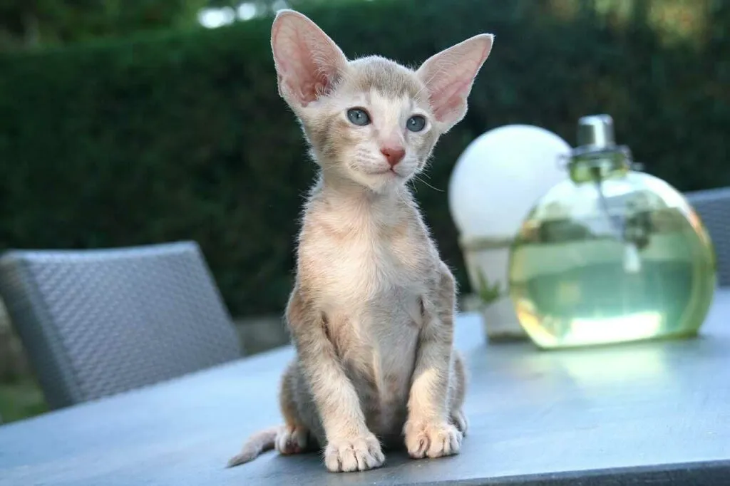 Oriental Shorthair