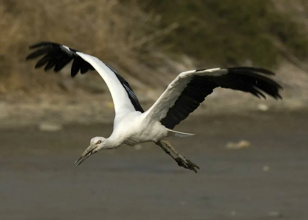 Oriental Stork