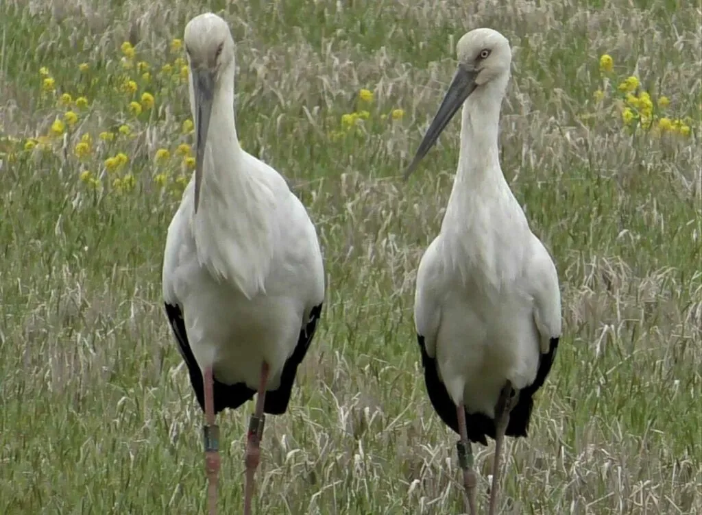 Oriental Stork