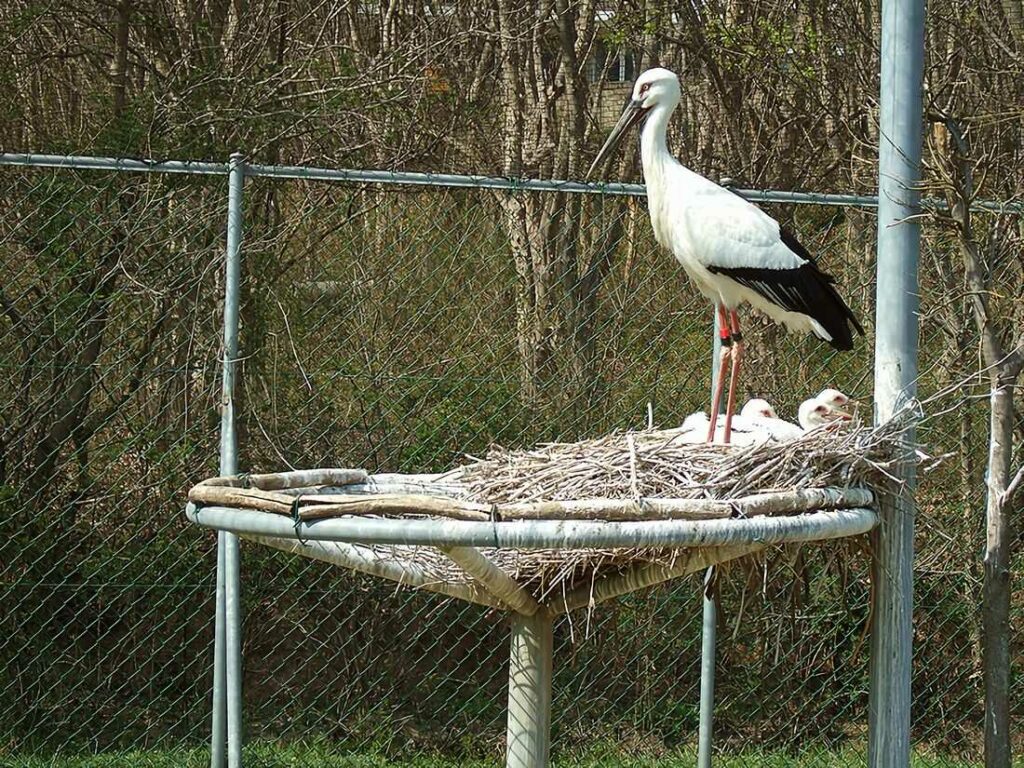 コウノトリ