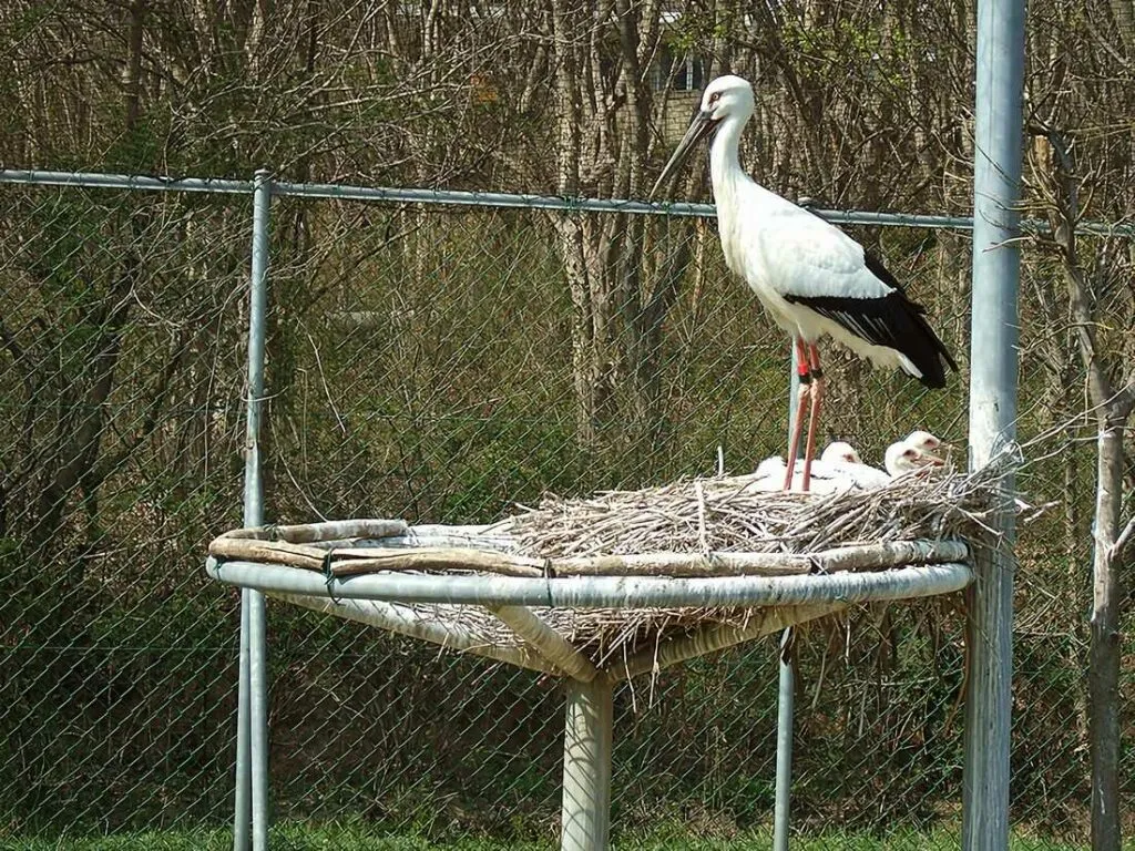 Oriental Stork