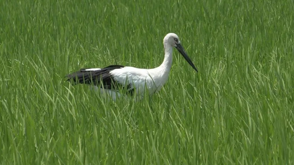 Oriental Stork