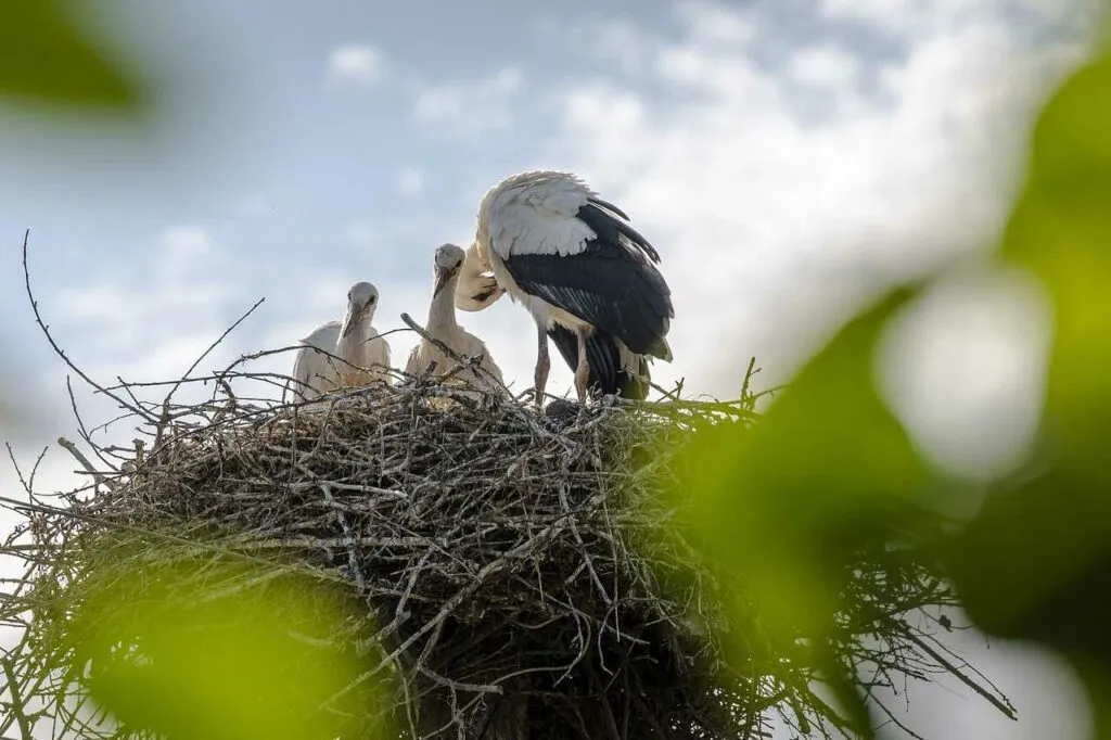 Oriental Stork