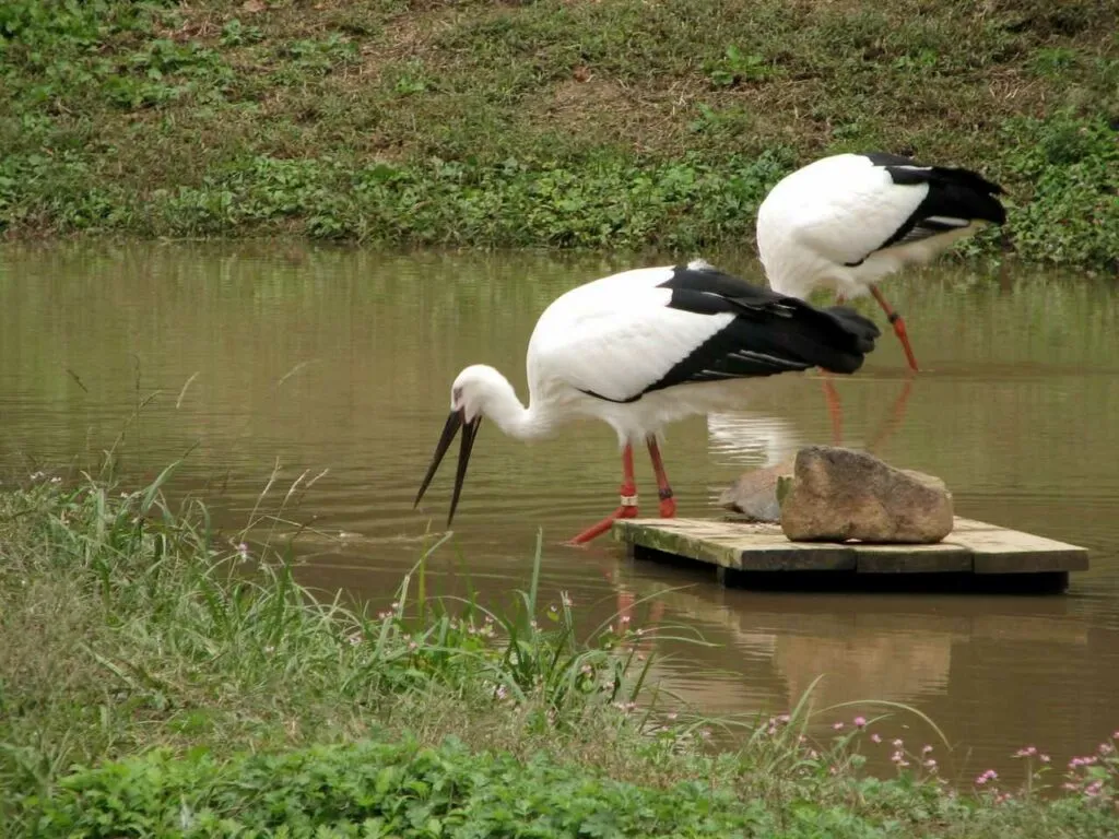 Oriental Stork