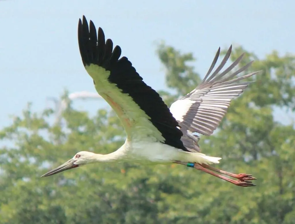 Oriental Stork