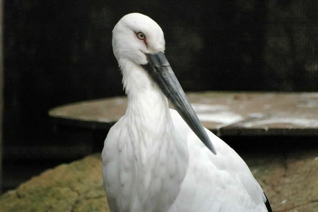 Oriental Stork